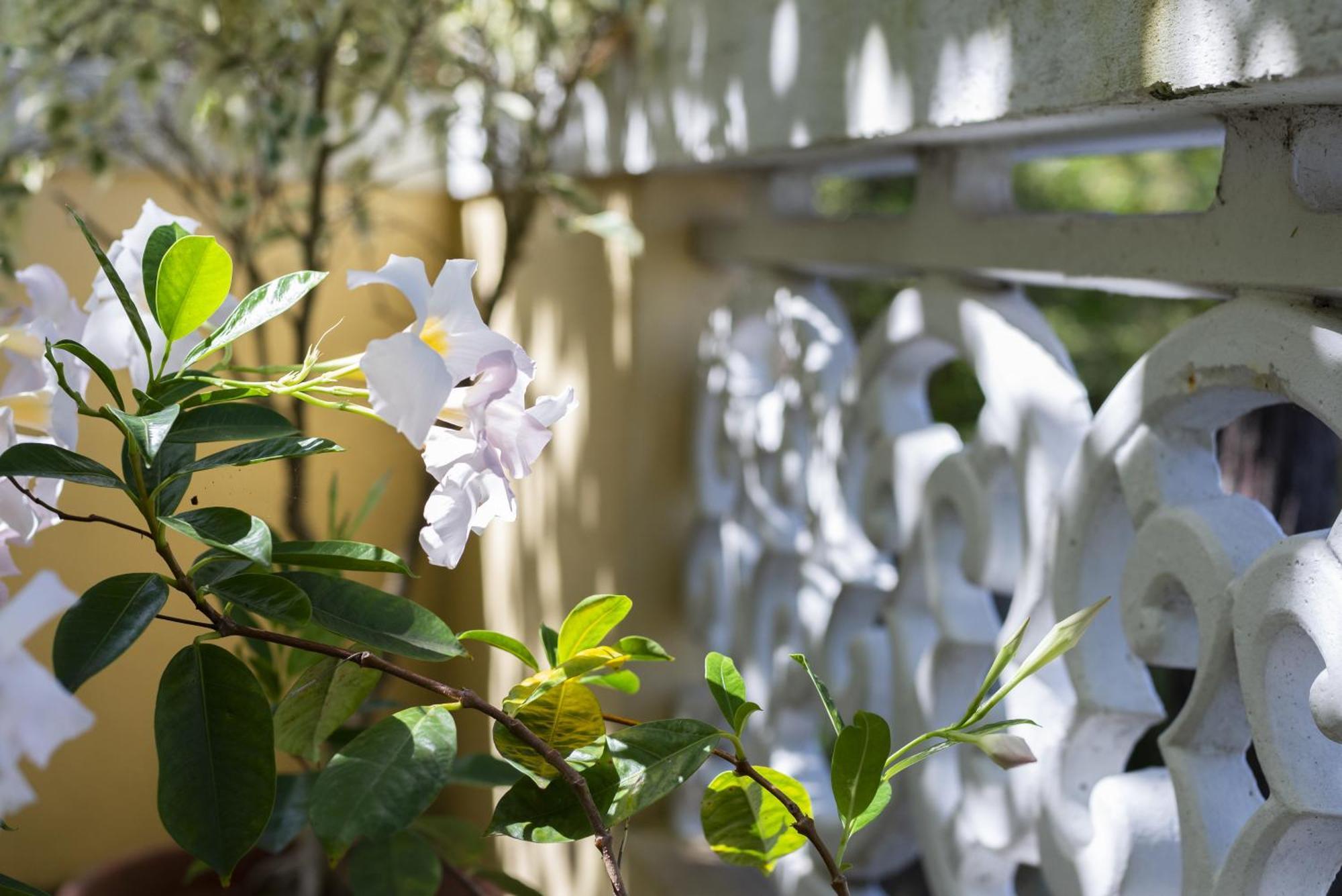 Quinta Das Hortensias Arco de São Jorge Eksteriør billede